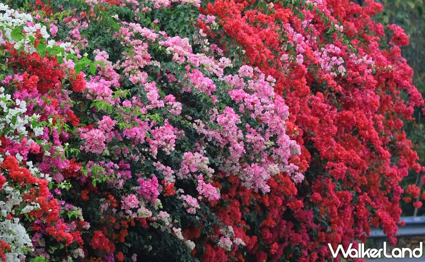 ▲仁義潭九重葛在3月展現熱情奔放的姿態,也是嘉義不可錯過的賞花時機。圖/嘉義福容voco酒店提供;窩客島整理