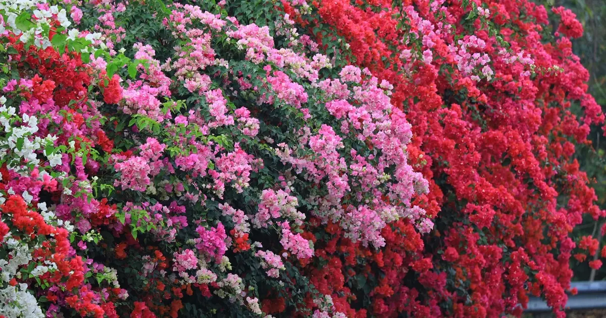 2026台灣燈會瑪利歐現身！入住嘉義福容voco酒店賞花燈專案，4人折抵千元再送千元調酒抵用金。