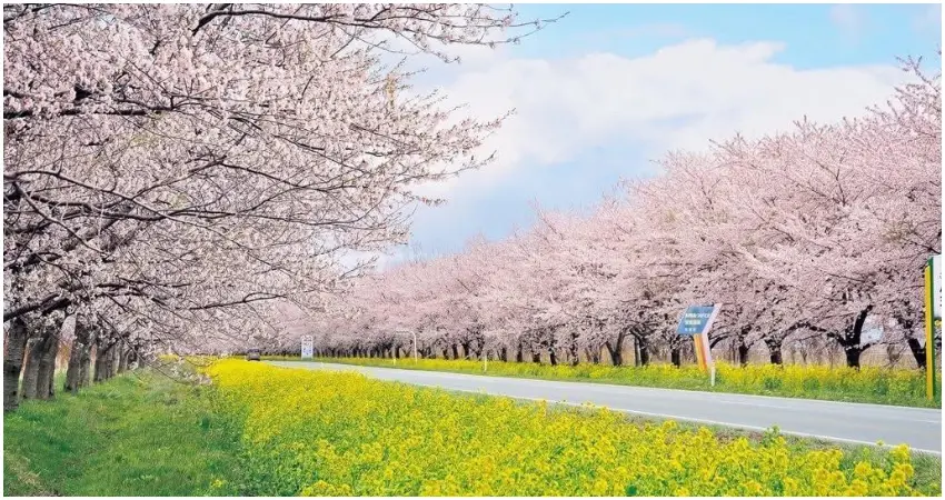 ▲大潟村綿延的櫻花與油菜花大道，是春季兜風最療癒的路線