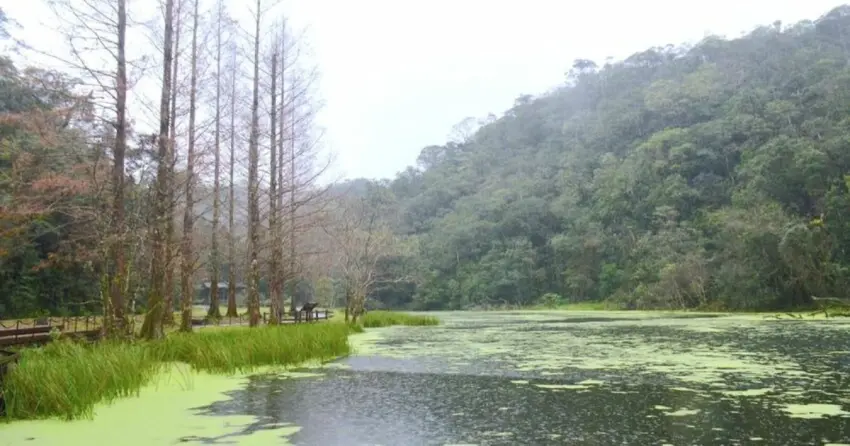 ▲位於宜蘭員山山區的「福山植物園」，園區內以完整的森林生態與湖泊景觀聞名，漫步霧林甚至有機會偶遇國寶「藍腹鷴」。