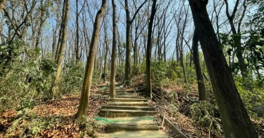 ▲台南新化林場擁有大片低海拔森林景觀，步道沿途可觀察多樣植物與自然生態，是台南相當受歡迎的散步景點。