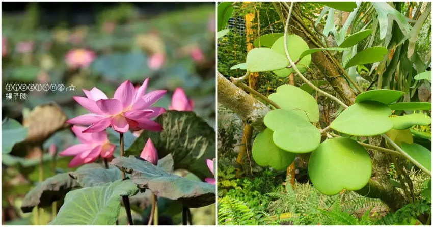 ▲不用離開城市也能森呼吸！「台北植物園」的荷花景觀與「台北典藏植物園」的熱帶植物展示，在市區就能欣賞各種花卉與綠意景觀。