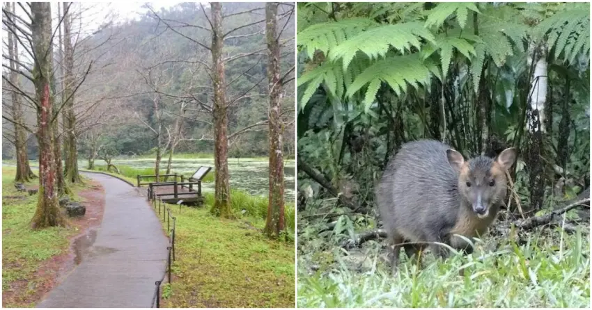 ▲週末想好好「森呼吸」，走進植物園或林場準沒錯！沿著湖畔步道漫步，不僅能欣賞豐富的花植與森林景觀，幸運時還可能在林間偶遇山羌等野生動物，感受滿滿自然氣息。