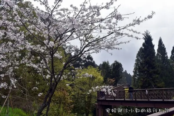 ▲阿里山花季必拍景點！沼平車站與一旁的沼平公園有著櫻花樹群，是阿里山賞櫻花最佳去處。（攝影：部落客 安妮與沙小郭 ）