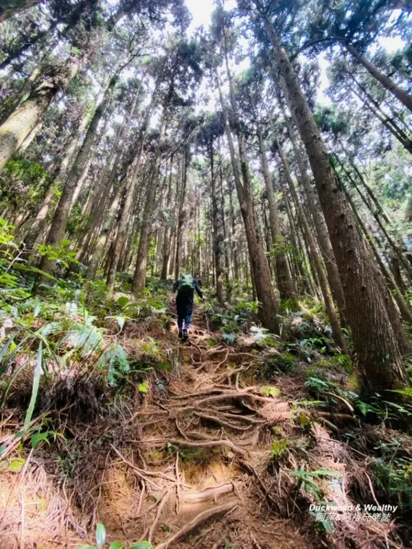▲阿里山私房景點推薦！阿里山黑森林步道「二萬坪步道」高大柳杉林、樹根交錯的奇景。(攝影：部落客 阿萍阿裕玩樂誌)