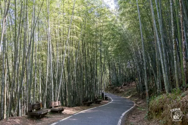 ▲ 必去阿里山景點推薦！絕美竹林秘境「瑞里綠色隧道」平緩好走，讓你輕鬆拍出絕美打卡照。(攝影：部落客 捲毛阿偉)