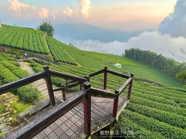 ▲阿里山景點必訪推薦！二延平步道壯闊茶園步道道，加上夕陽落日、雲海美景一次觀賞。(攝影：部落客 阿萍阿裕玩樂誌 )