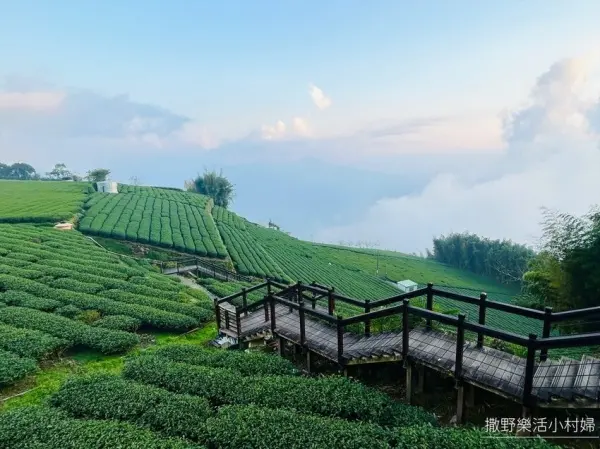 ▲阿里山景點必訪推薦！二延平步道壯闊茶園步道道，加上夕陽落日、雲海美景一次觀賞。(攝影：部落客 阿萍阿裕玩樂誌)