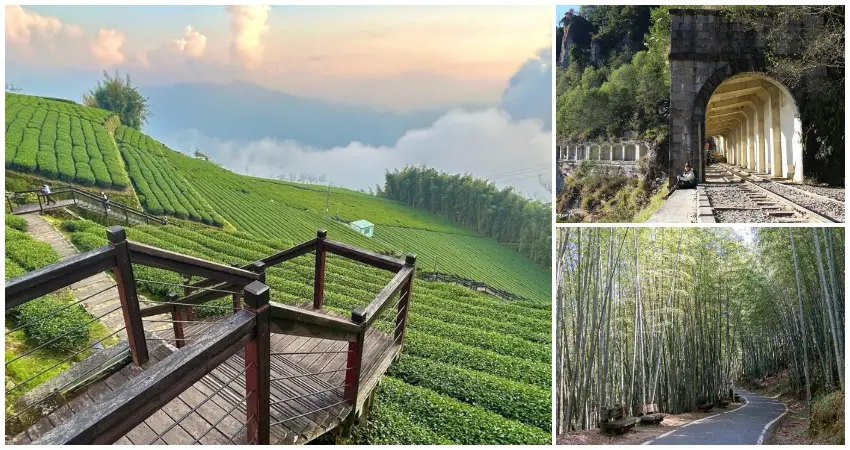 ▲2026阿里山花季順遊！阿里山景點7大必去推薦，櫻花車站、茶園步道全要拍。