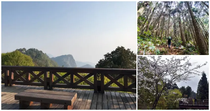 ▲2026阿里山花季順遊！阿里山景點7大必去推薦，櫻花車站、茶園步道全要拍。