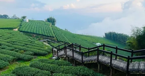 2026阿里山花季順遊！阿里山景點7大必去推薦，櫻花車站 茶園步道全要拍。