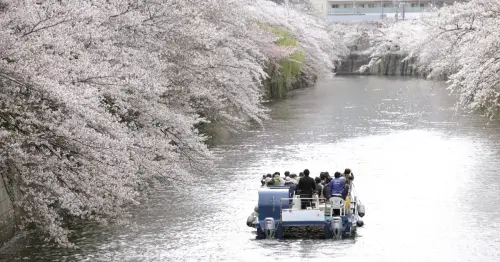 東京春天玩「花筏」才高級，70分鐘遊船賞4公里櫻花，吸引許多攝影師搶著來取絕美景色。