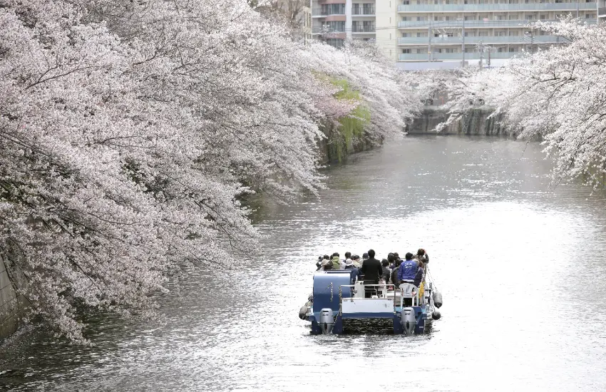 ▲賞櫻船每年有超過2萬人搭乘，可以直接從水面仰望兩岸垂落的櫻花，不必在街道上人擠人。