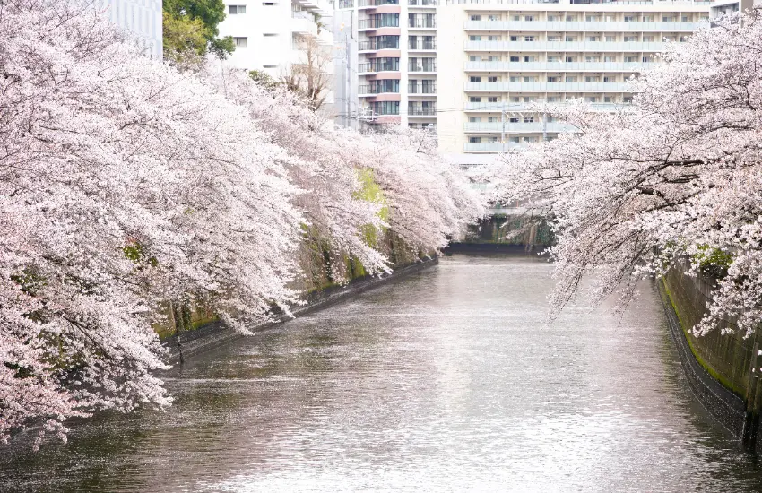 ▲花筏是指櫻花花瓣飄落水面，如粉色地毯般鋪滿河川的景象。