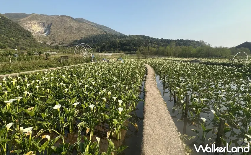 ▲北投晶泉丰旅春季三天兩夜專案推出陽明山海芋花田體驗，走訪花谷海芋園，漫步盛開花田，感受山城花季風景。圖／晶泉丰旅提供；窩客島整理