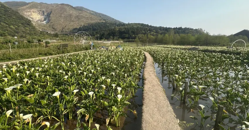 ▲晶泉丰旅「春漾．初綻」雙城花遊假期