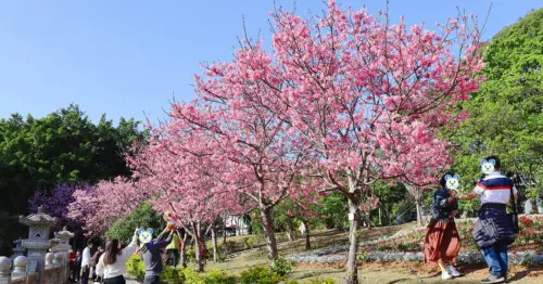 新北櫻花景點7大推薦！淡水天元宮櫻花 三峽茶園櫻花，隱藏版櫻花步道必拍。