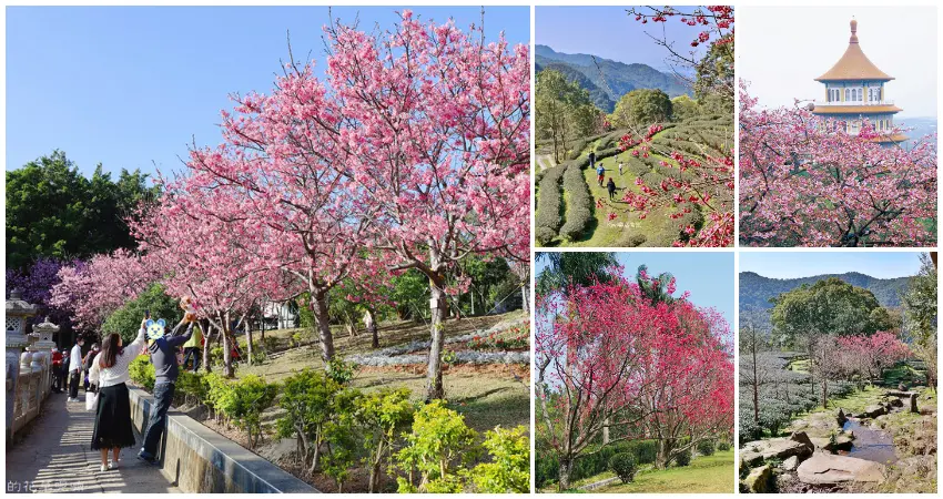 ▲新北櫻花景點7大推薦！淡水天元宮櫻花 三峽茶園櫻花，隱藏版櫻花步道必拍。