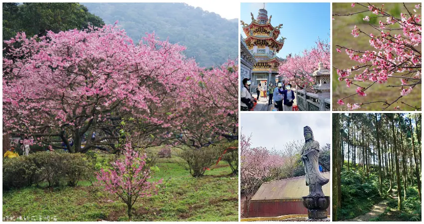 ▲新北櫻花景點7大推薦！淡水天元宮櫻花 三峽茶園櫻花，隱藏版櫻花步道必拍。