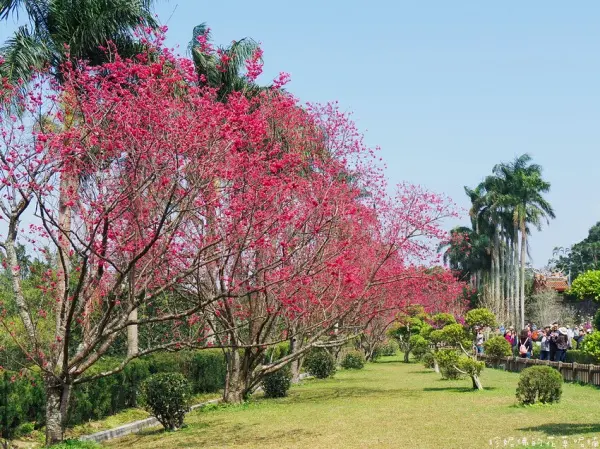 ▲三峽櫻花景點推薦必拍！白雞行修宮每年櫻花季園區內有多處櫻花盛開，同時也有粉白色的辛夷花。(圖片為歷年花況)