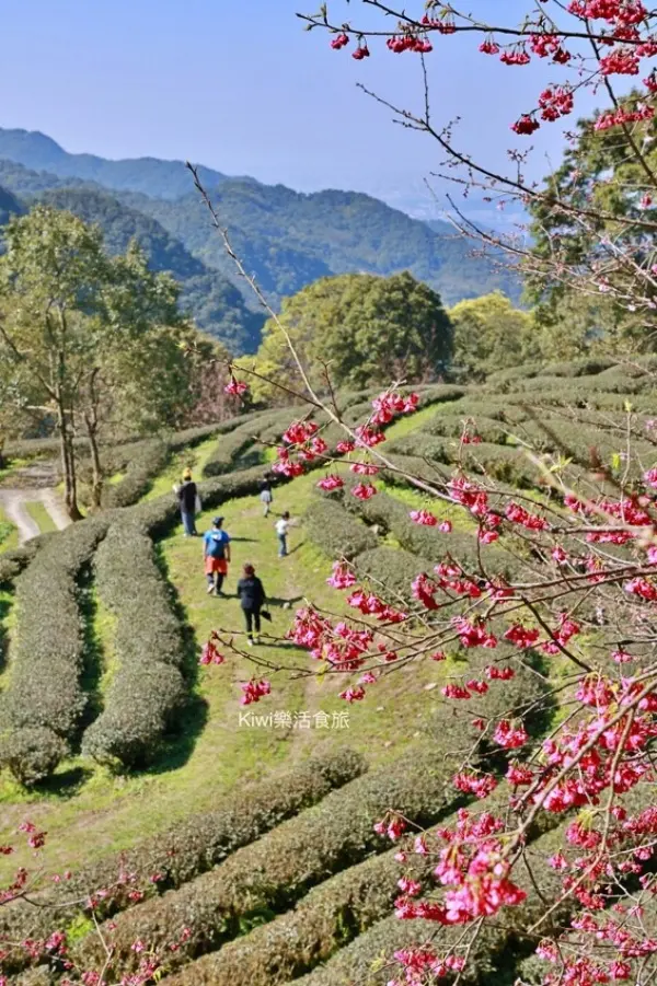 ▲三峽櫻花景點推薦必拍！禾煦熊空休閒農場百年茶園加上超過1000株櫻花林，新北櫻花必拍景點。(圖片為歷年花況)