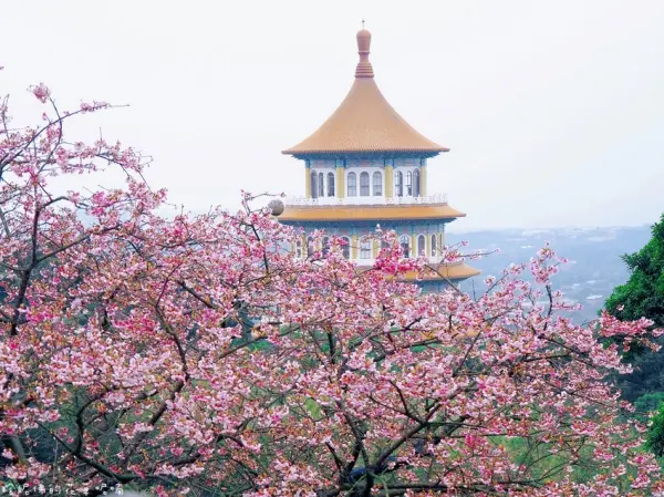 ▲新北櫻花井店必拍淡水天元宮！每年3月中下旬將開滿粉嫩的吉野櫻花。(圖片為歷年花況)