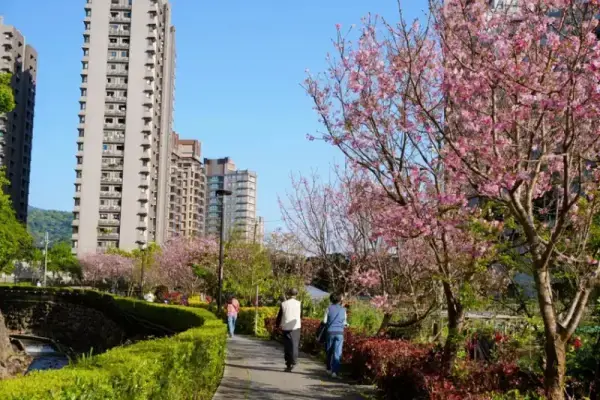 ▲淡水櫻花景點推薦！北投子溪櫻花生態步道靠近輕軌淡金北新站，適合全家出遊。(圖片為歷年花況)