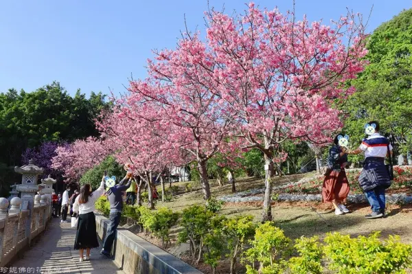 ▲新北櫻花景點推薦！竹林山觀音寺古風庭園造景搭配多株櫻花花海，輕鬆拍出古風櫻花打卡美照。(圖片為歷年花況)