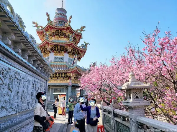 ▲新北櫻花景點推薦！竹林山觀音寺古風庭園造景搭配多株櫻花花海，輕鬆拍出古風櫻花打卡美照。(圖片為歷年花況)