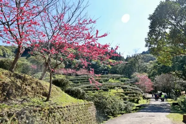▲三峽櫻花景點推薦必拍！禾煦熊空休閒農場百年茶園加上超過1000株櫻花林，新北櫻花必拍景點。(圖片為歷年花況)