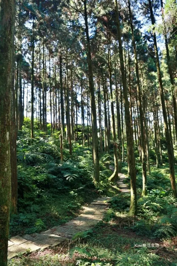 ▲三峽櫻花景點推薦必拍！禾煦熊空休閒農場不只百年茶園櫻花林，也有杉林步道可以踏青。（攝影：部落客 Kiwi ）