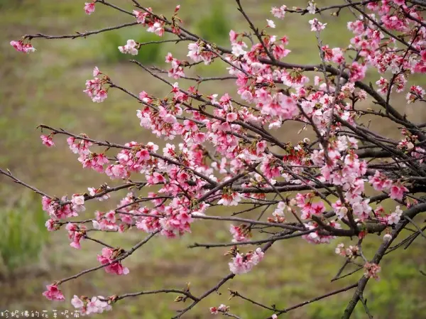 ▲新北櫻花景點必拍淡水天元宮！每年3月中下旬將開滿粉嫩的吉野櫻花。(攝影：部落客 珍妮佛的花草呢喃，圖片為歷年花況)