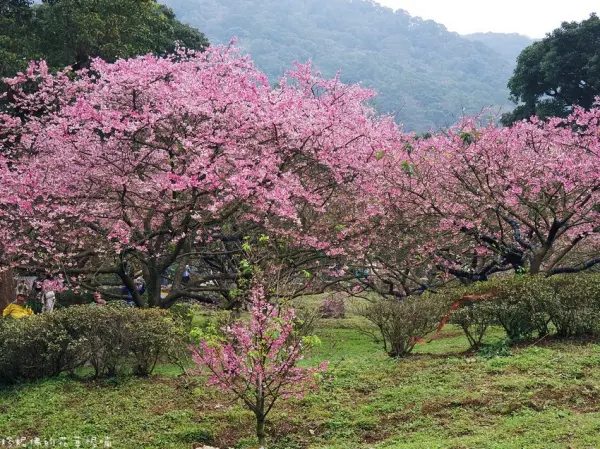 ▲新北櫻花景點必拍淡水天元宮！每年3月中下旬將開滿粉嫩的吉野櫻花。(攝影：部落客 珍妮佛的花草呢喃，圖片為歷年花況)