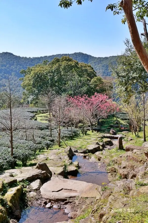 ▲三峽櫻花景點推薦必拍！禾煦熊空休閒農場百年茶園加上超過1000株櫻花林，新北櫻花必拍景點。(攝影：部落客 Kiwi，圖片為歷年花況)