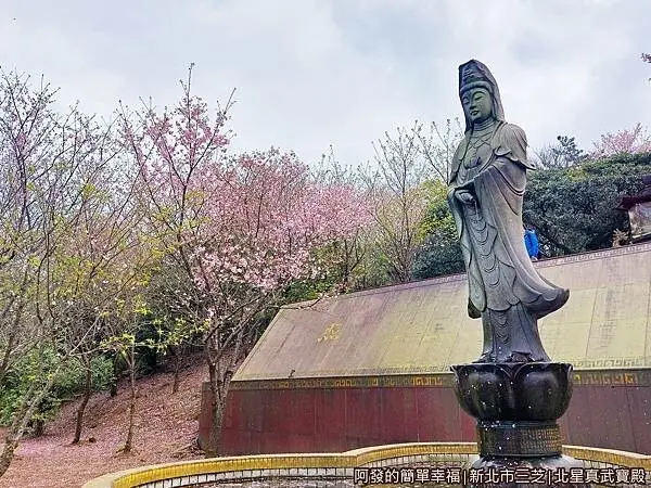 ▲新北櫻花景點推薦！北星真武寶殿櫻花步道，避開人潮賞櫻推薦景點。(攝影：部落客 阿發的簡單幸福，圖片為歷年花況)