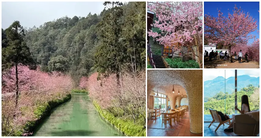 ▲南投櫻花一日遊！杉林溪櫻花 清境農場櫻花一日遊推薦，南投賞櫻跟著玩。