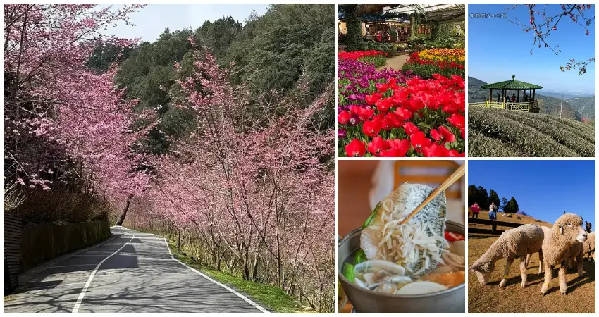 ▲南投櫻花一日遊！杉林溪櫻花 清境農場櫻花一日遊推薦，南投賞櫻跟著玩。