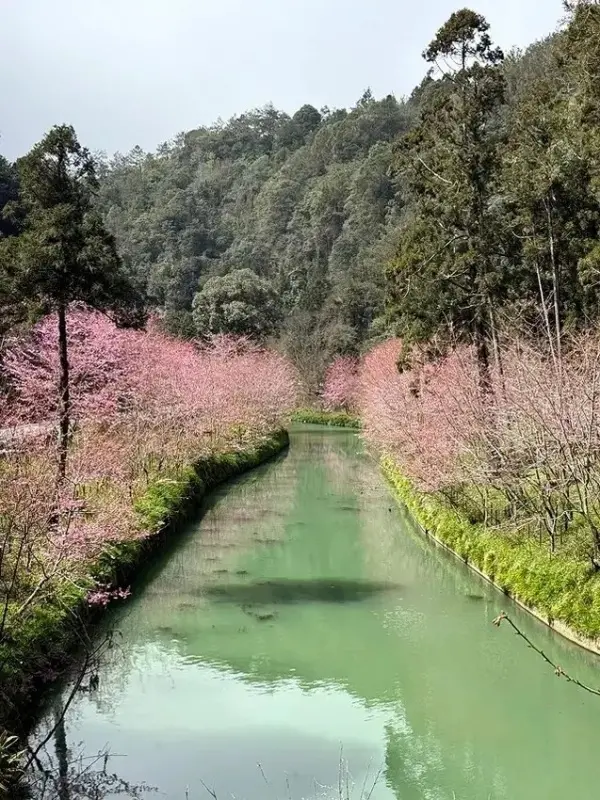 ▲杉林溪櫻花一日遊！杉林溪森林生態渡假園區必拍櫻花倒影。(攝影：部落客 揚子陵，圖片為歷年花況)