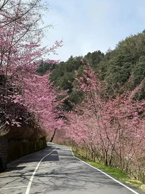 ▲杉林溪櫻花一日遊！杉林溪森林生態渡假園區櫻花步道。(攝影：部落客 揚子陵，圖片為歷年花況)