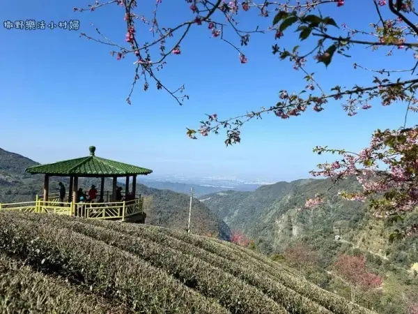 ▲杉林溪櫻花一日遊！賞完杉林溪櫻花，推薦順遊八卦茶園觀賞山巒美景。(攝影：部落客 撒野樂活小村婦，圖片為歷年花況)