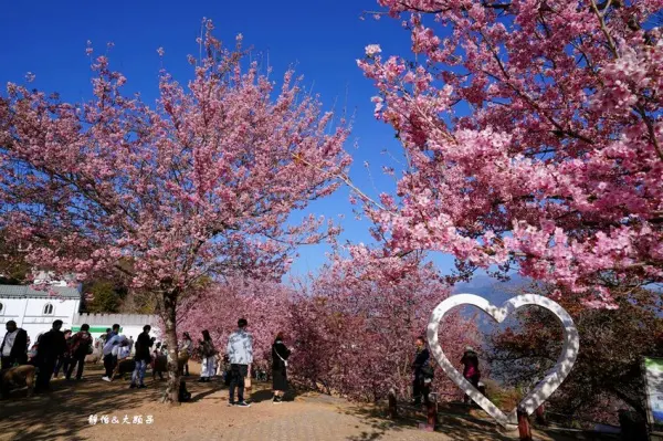▲清境農場櫻花一日遊！清境農場粉嫩櫻花花海，還能近距離與黑鼻羊互動。(攝影：部落客 靜怡＆大顆呆，圖片為歷年花況)