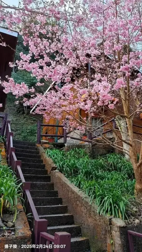▲杉林溪櫻花一日遊！杉林溪森林生態渡假園區櫻花步道。(攝影：部落客 揚子陵，圖片為歷年花況)