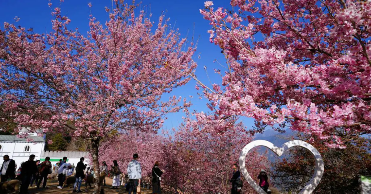 南投櫻花一日遊！杉林溪櫻花 清境農場櫻花一日遊推薦，南投賞櫻跟著玩。