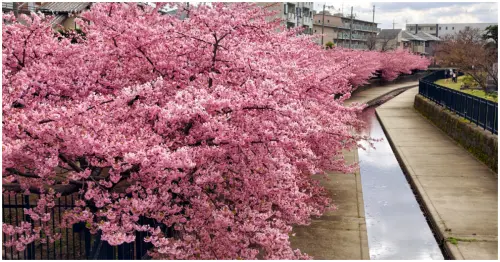 京都賞櫻速報！淀水路河津櫻盛大滿開，綿延一公里粉色隧道搶先綻放。