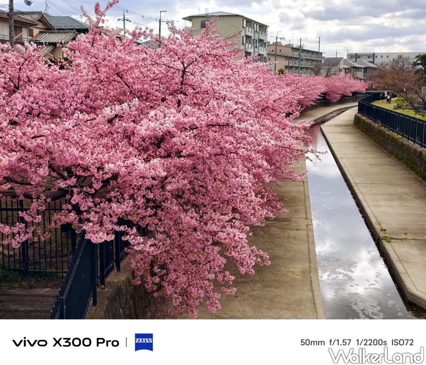 ▲淀水路河津櫻盛大滿開，綿延一公里粉色隧道搶先綻放。(攝影：楊婷雅）