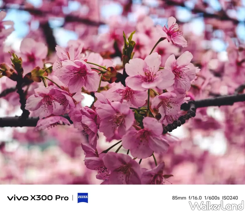 ▲河津櫻以花色濃艷、早開特性廣為人知，現已率先綻放飽滿春意。（攝影：楊婷雅）