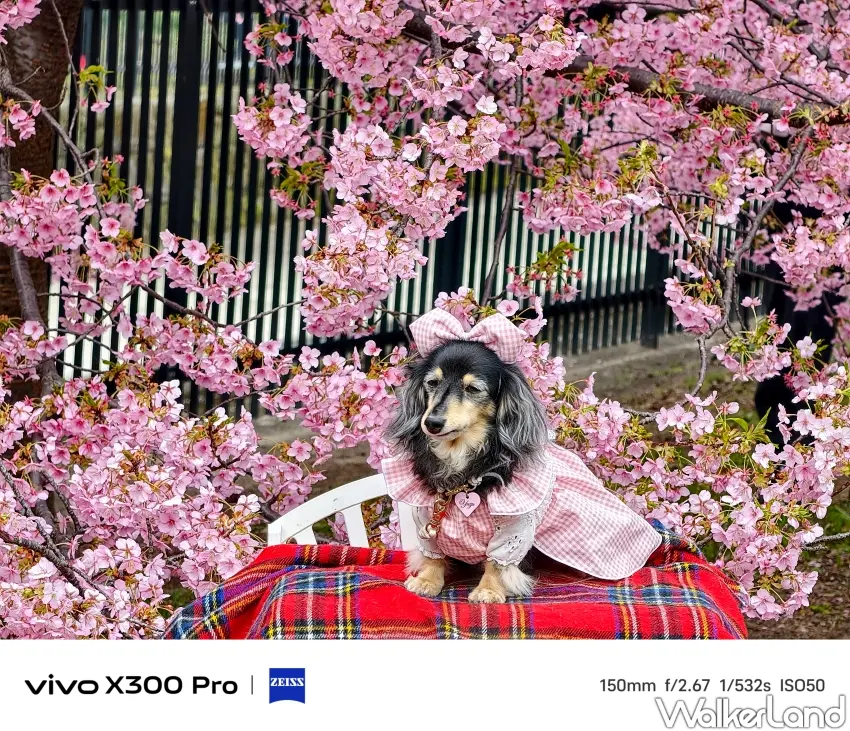 ▲不少在地人特別帶愛犬來和盛開的粉嫩櫻花合照。（攝影：楊婷雅）