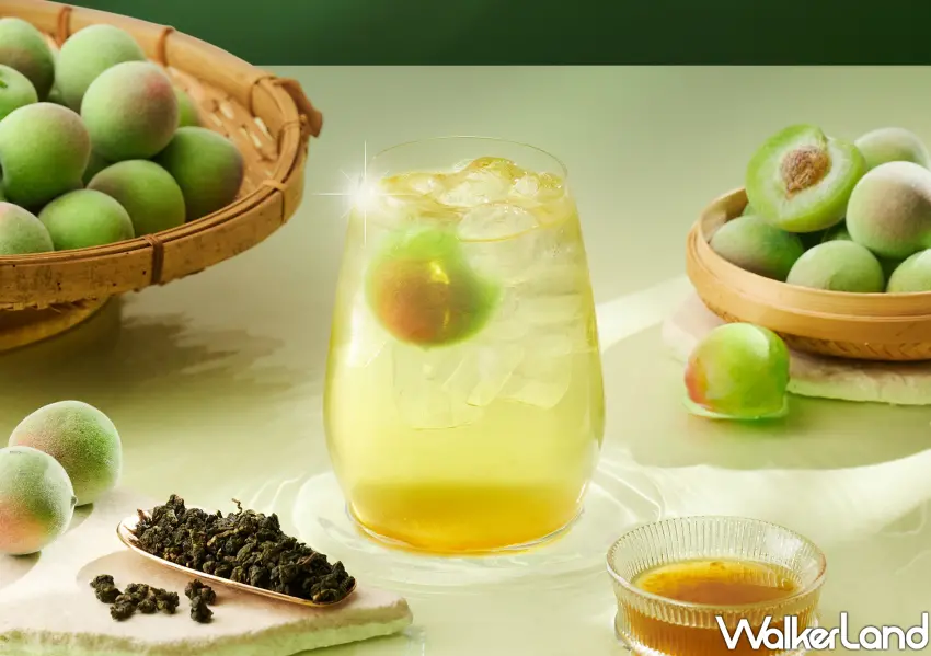 ▲春夏解膩首選，青梅四季春就在先喝道喝得到。