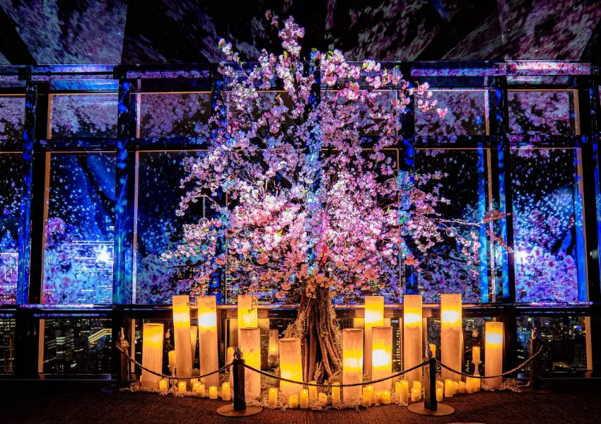▲在東京鐵塔可欣賞東京夜景，還可以近距離觀賞光雕櫻花。