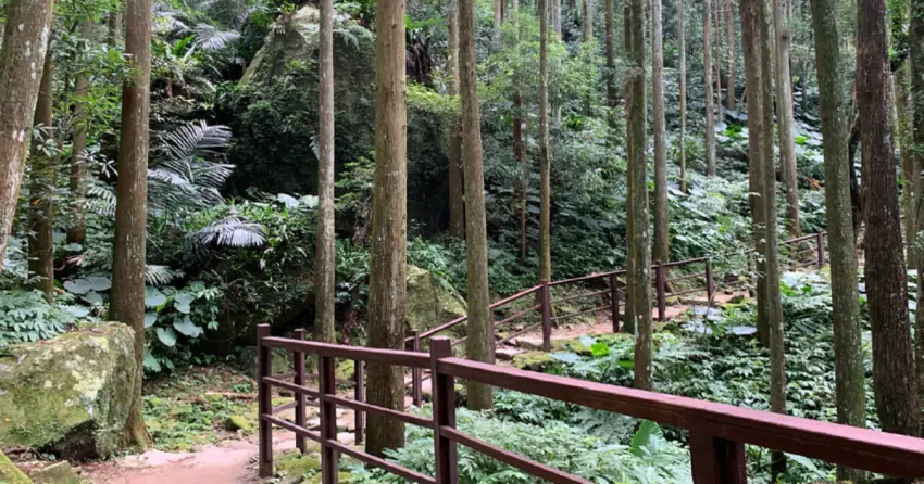 ▲馬武督探索森林以筆直杉木林著稱，蜿蜒木棧道與小橋、溪谷景觀交織出靜謐的森林氛圍。